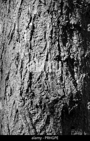 Close-up, black and white image of the bark on a large, ancient tree in Stockton-on-Tees, UK. Stock Photo