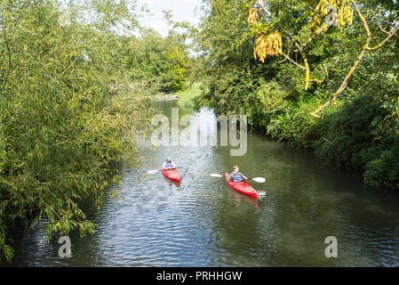 Cambridge, UK -  September 2018. Two men kayaking on red single kayaks on a muddy small river (river Cam) surrounded by lush vegetation. Stock Photo