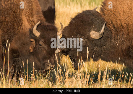 Bull bison giving a cow a kiss during the mating season in Yellowstone National Park Stock Photo