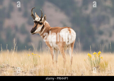 Pronghorn buck in Yellowstone National Park during the mating season. Stock Photo