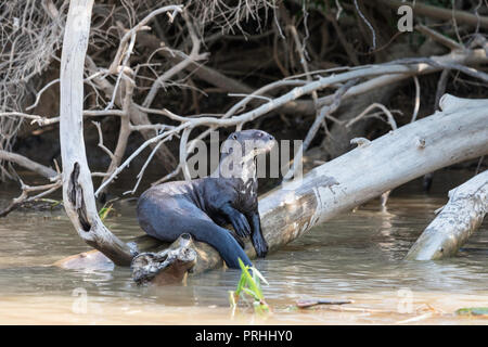 Giant river otter resting on tree branch, Pteronura brasiliensis, near Puerto Jofre, Mato Grosso, Pantanal, Brazil. Stock Photo