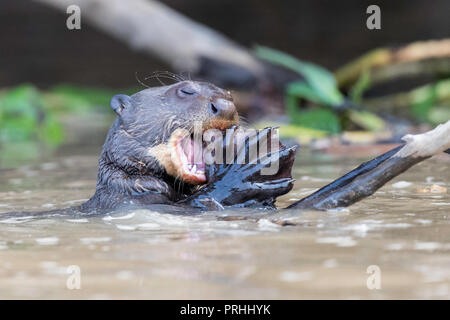 Giant river otter with exposed webbed foot, Pteronura brasiliensis, feeding near Puerto Jofre, Mato Grosso, Pantanal, Brazil. Stock Photo