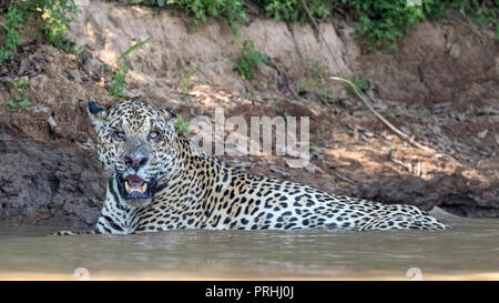 An adult male jaguar (Panthera onca) with battle wounds, resting in the Rio Tres Irmao, Mato Grosso, Brazil. Stock Photo