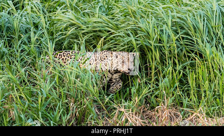 An adult male jaguar, Panthera onca, emerging from the tall grass along the  Rio Cuiabá, Mato Grosso, Brazil. Stock Photo