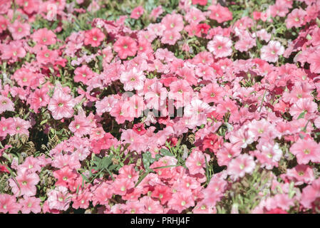 city flowers pituunii, background of flowers, autumn mood Stock Photo