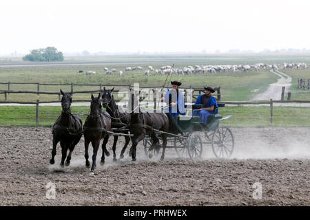 Equestrian show in the Puszta region of Hungary Stock Photo
