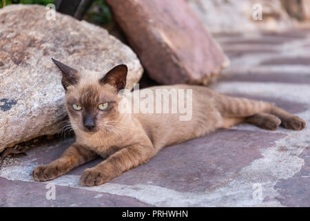 Thai store temple cat