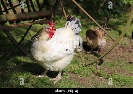 Light and Buff Sussex hens on a farm, Ceredigion, Wales, Great Britain, United Kingdom, UK, Europe Stock Photo