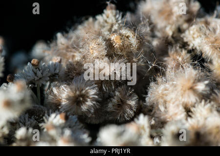 A close up of the seeds of a triple-nerved pearly everlasting (Anaphalis triplinervis) Stock Photo