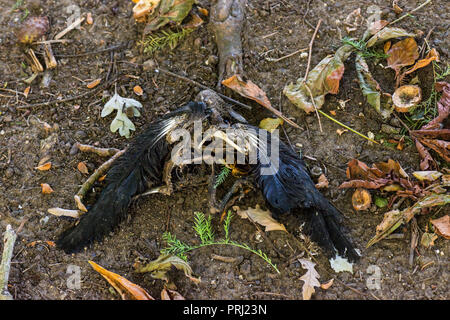 dead decaying black bird on brown leaves Stock Photo - Alamy