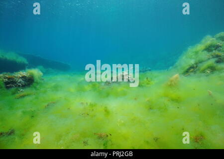 Seabed covered by filamentous algae underwater in the Mediterranean sea, Catalonia, Costa Brava, Cap de Creus, Spain Stock Photo