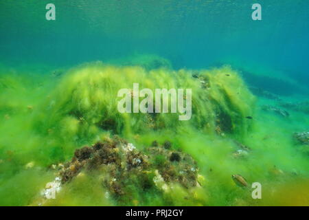Underwater filamentous algae cover a rocky seabed in the Mediterranean sea, Catalonia, Costa Brava, Cap de Creus, Spain Stock Photo