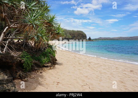 Pandanus on the beach shore in New Caledonia, Bourail, Grande Terre, south Pacific, Oceania Stock Photo