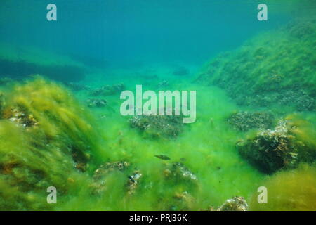 Rocky seabed covered by filamentous algae underwater in the Mediterranean sea, Catalonia, Costa Brava, Cap de Creus, Spain Stock Photo