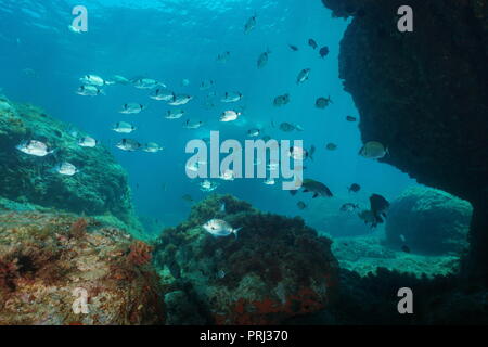 Shoal of fish underwater in the Mediterranean sea, sea breams with some brown meagre, Spain Stock Photo