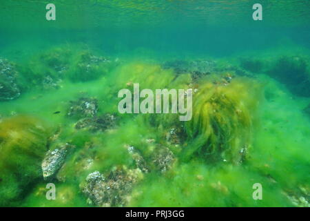 Underwater filamentous algal bloom cover a rocky seabed in the Mediterranean sea, Catalonia, Costa Brava, Cap de Creus, Spain Stock Photo