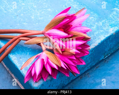 A bunch of lotus flower stems. Stock Photo