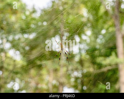 Nephila clavipes or golden silk spider waiting in its spider web in the woods or forest of Alabama, USA. Stock Photo