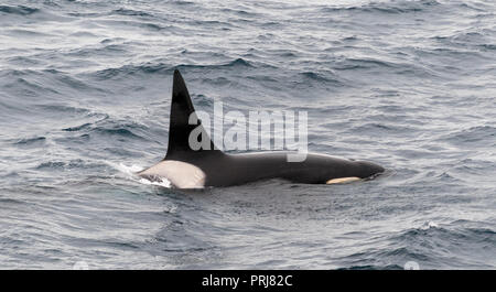 Back, dorsal fin and saddle patch of male adult Killer Whale, Beagle Channel, Chile