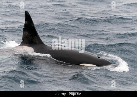 Surfacing adult male Killer Whale, Beagle Channel, Chile