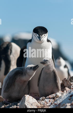Adult Chinstrap Penguin with two chicks, Antarctic Peninsula Stock Photo
