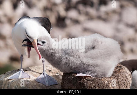 Adult Black-browed Albatross feeding chick on the nest, New Island, Falkland Islands Stock Photo