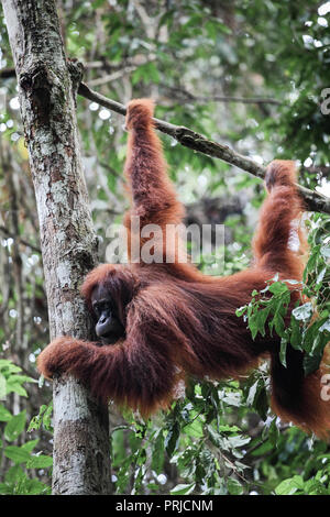 Orangutan in tree at Gunung Leuser National park in Sumatra, Indonesia Stock Photo