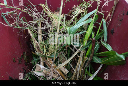 Grass clippings in rubbish bin Stock Photo