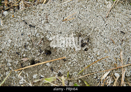 Group of black ants on sandy ground Stock Photo