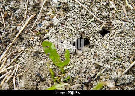 Group of black ants on sandy ground Stock Photo