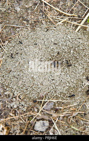 Group of black ants on sandy ground Stock Photo