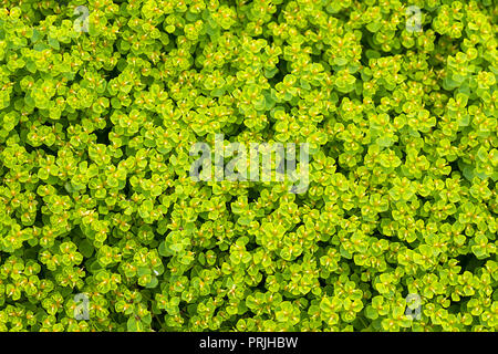 Cypress spurge (Euphorbia cyparissias), background image, Germany Stock Photo