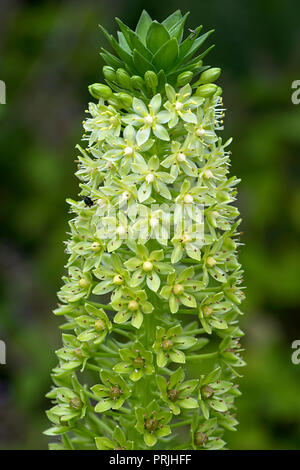 Flower of Giant pineapple lily (Eucomis pallidiflora), detail, Germany