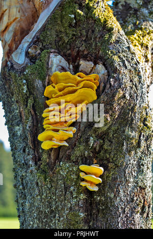 Sulphur polypore (Laetiporus sulphureus), tree fungus, sporocarp on the trunk, Black Forest, Baden-Württemberg, Germany Stock Photo