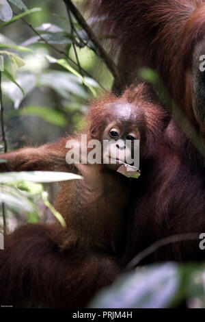 Cute baby orangutan with mother in Gunung Leuser National park, Sumatra, Indonesia Stock Photo