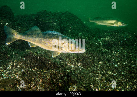 Walleye fish swimming in the St-Lawrence River Stock Photo