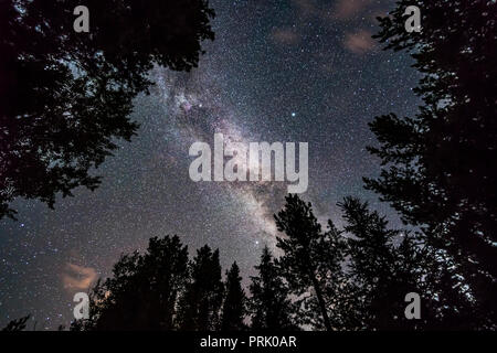 The summer Milky Way overhead and through the Summer Triangle stars in July, looking up through trees in Banff National Park at Herbert Lake. Deneb is Stock Photo