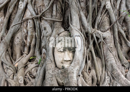 Stone head of Buddha embedded in trunks of trees with green foliage in city of Ayutthaya