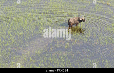 Water buffalo in the Okavango delta, Botswana - Aerial view Stock Photo
