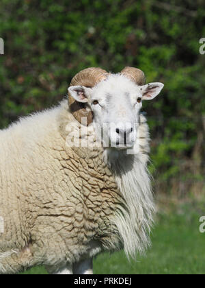 A head shot of a large ram with curly horns. Stock Photo