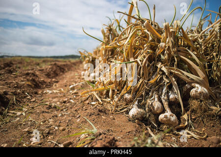 Fresh Garlic in the field Stock Photo