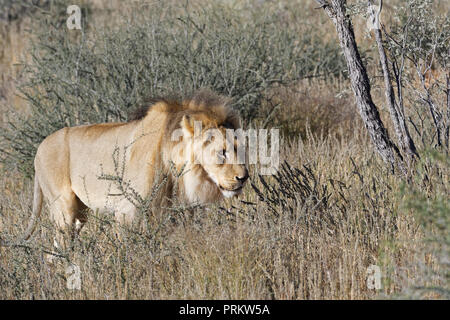 African lion (Panthera leo), adult male walking in high dry grass, Kgalagadi Transfrontier Park, Northern Cape, South Africa, Africa Stock Photo