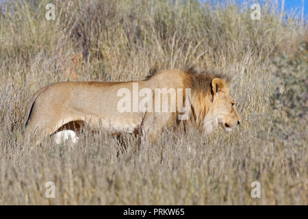 African lion (Panthera leo), adult male walking in high dry grass, Kgalagadi Transfrontier Park, Northern Cape, South Africa, Africa Stock Photo