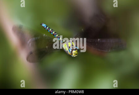 Male Aeshna cyanea (Southern Hawker Dragonfly) flying in Autumn in West Sussex, England, UK. Dragonfly hovering. Stock Photo