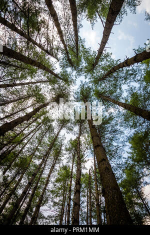 View looking up into the sky through a formation of Pine trees Stock Photo