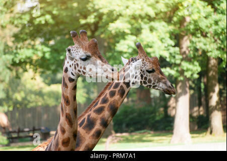 Close-up of a two giraffes on green trees background Stock Photo
