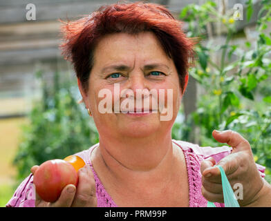 Woman put up ridy tomatoes to a bag in her own greenhouse.A woman tears off the ready tomatoes in a sack in her greenhouse. Stock Photo