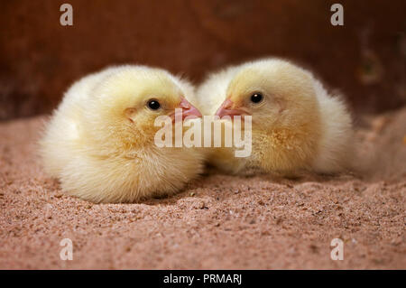 Two Chicks Stock Photo