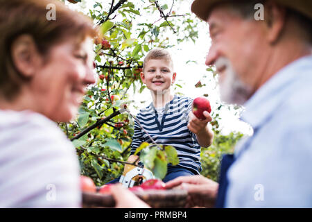 A senior couple with small grandson picking apples in orchard. Stock Photo