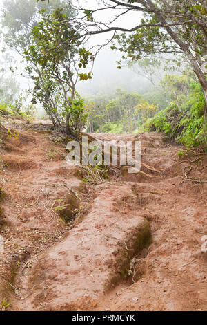 North America, Hawaii, Kauai. Pihea Trail Stock Photo - Alamy